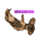 kawaii animal⋆⸜♱⸝‍⋆（個別スタンプ：18）