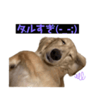 kawaii animal⋆⸜♱⸝‍⋆（個別スタンプ：19）