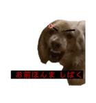 kawaii animal⋆⸜♱⸝‍⋆（個別スタンプ：20）
