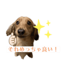 kawaii animal⋆⸜♱⸝‍⋆（個別スタンプ：22）