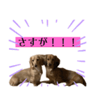 kawaii animal⋆⸜♱⸝‍⋆（個別スタンプ：23）