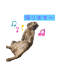 kawaii animal⋆⸜♱⸝‍⋆（個別スタンプ：24）