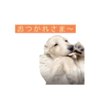 kawaii animal⋆⸜♱⸝‍⋆（個別スタンプ：25）