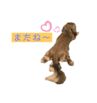 kawaii animal⋆⸜♱⸝‍⋆（個別スタンプ：26）