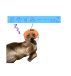 kawaii animal⋆⸜♱⸝‍⋆（個別スタンプ：27）