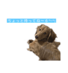 kawaii animal⋆⸜♱⸝‍⋆（個別スタンプ：28）