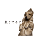 kawaii animal⋆⸜♱⸝‍⋆（個別スタンプ：30）