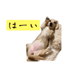 kawaii animal⋆⸜♱⸝‍⋆（個別スタンプ：31）