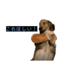 kawaii animal⋆⸜♱⸝‍⋆（個別スタンプ：32）