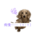 kawaii animal⋆⸜♱⸝‍⋆（個別スタンプ：33）