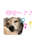 kawaii animal⋆⸜♱⸝‍⋆（個別スタンプ：36）