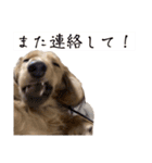 kawaii animal⋆⸜♱⸝‍⋆（個別スタンプ：37）
