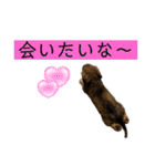 kawaii animal⋆⸜♱⸝‍⋆（個別スタンプ：39）