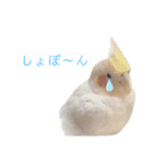 kawaii animal⋆⸜♱⸝‍⋆（個別スタンプ：40）
