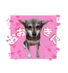 ウルトラ 7☆（個別スタンプ：1）
