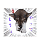 ウルトラ 7☆（個別スタンプ：3）