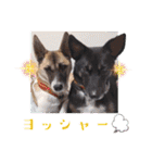 ウルトラ 7☆（個別スタンプ：8）