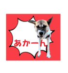 ウルトラ 7☆（個別スタンプ：9）