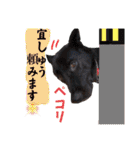 ウルトラ 7☆（個別スタンプ：16）