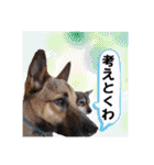 ウルトラ 7☆（個別スタンプ：21）