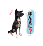ウルトラ 7☆（個別スタンプ：23）