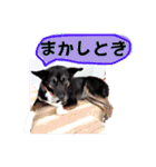 ウルトラ 7☆（個別スタンプ：25）