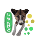 ウルトラ 7☆（個別スタンプ：31）