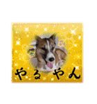 ウルトラ 7☆（個別スタンプ：32）
