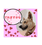 ウルトラ 7☆（個別スタンプ：36）