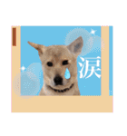 ウルトラ 7☆（個別スタンプ：38）
