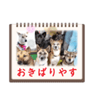 ウルトラ 7☆（個別スタンプ：39）