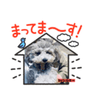 トイプのシルキーちゃん（個別スタンプ：6）