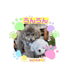 トイプのシルキーちゃん（個別スタンプ：7）