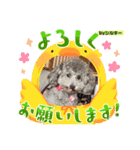 トイプのシルキーちゃん（個別スタンプ：8）