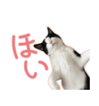 キキとジジの毎日スタンプ（個別スタンプ：3）