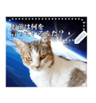宇宙猫・ずっくメッセージスタンプ（個別スタンプ：1）