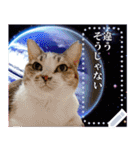 宇宙猫・ずっくメッセージスタンプ（個別スタンプ：14）