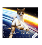 宇宙猫・ずっくメッセージスタンプ（個別スタンプ：17）