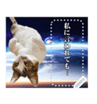 宇宙猫・ずっくメッセージスタンプ（個別スタンプ：18）