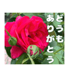 綺麗な薔薇が咲きました✳︎敬語スタンプ（個別スタンプ：5）
