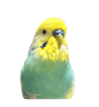 セキセイインコのぴーた（個別スタンプ：21）
