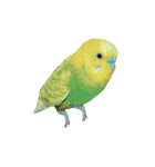 セキセイインコのぴーた（個別スタンプ：38）