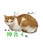 うちねこいちばん☆（個別スタンプ：19）