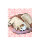 プリンセス・プリンちゃん（個別スタンプ：3）