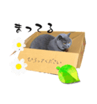 まるとりゅう（個別スタンプ：2）