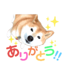 可愛い小次郎のスタンプ（個別スタンプ：1）