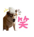 可愛い小次郎のスタンプ（個別スタンプ：8）
