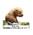 子犬の日常挨拶編広島弁（個別スタンプ：7）