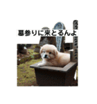 子犬の日常挨拶編広島弁（個別スタンプ：12）