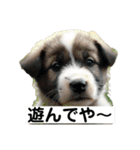 子犬の日常挨拶編広島弁（個別スタンプ：21）